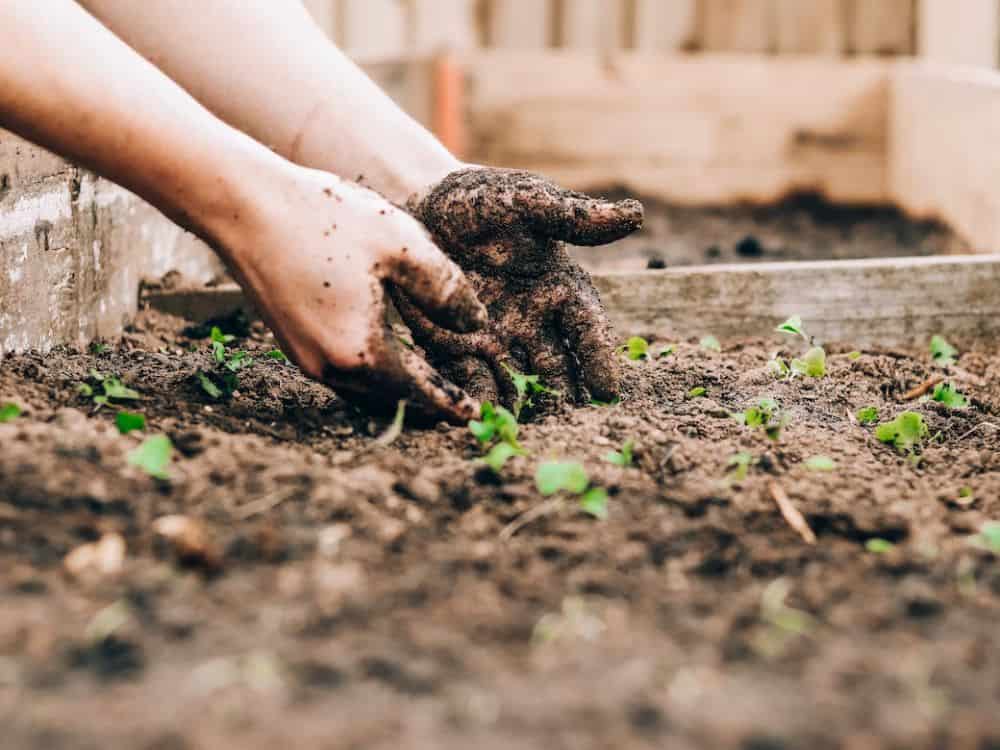 How To Use Ecological Gardening To Protect Your Plantings & The Planet Image by Sandie Clarke #ecologicalplanting #ecologicalgarden #ecologicalgardening #ecogardening #ecologicalgardendesign #sustainablejungle