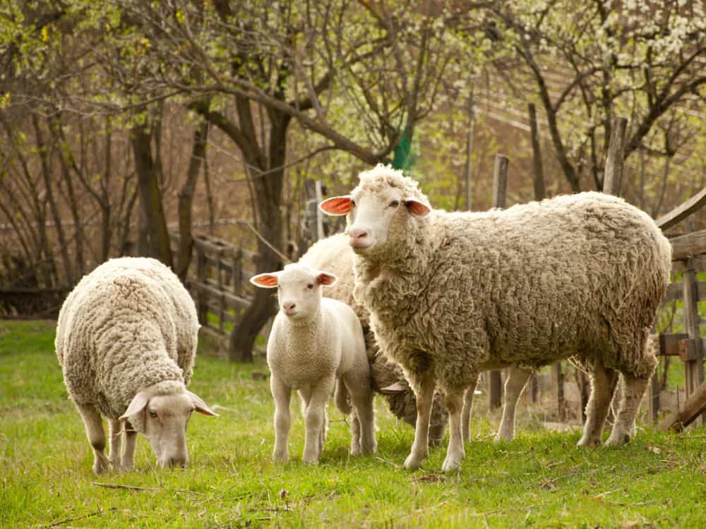 Sustainable & Ethical Wool: A More Conscious Bet Or Still Baa-Baa-Bad? Image by beronb #ethicalwool #ethicalmerinowool #iswoolethical #ethicallysourcedwool #crueltyfreewool #ethicalwoolclothing #sustainablejungle