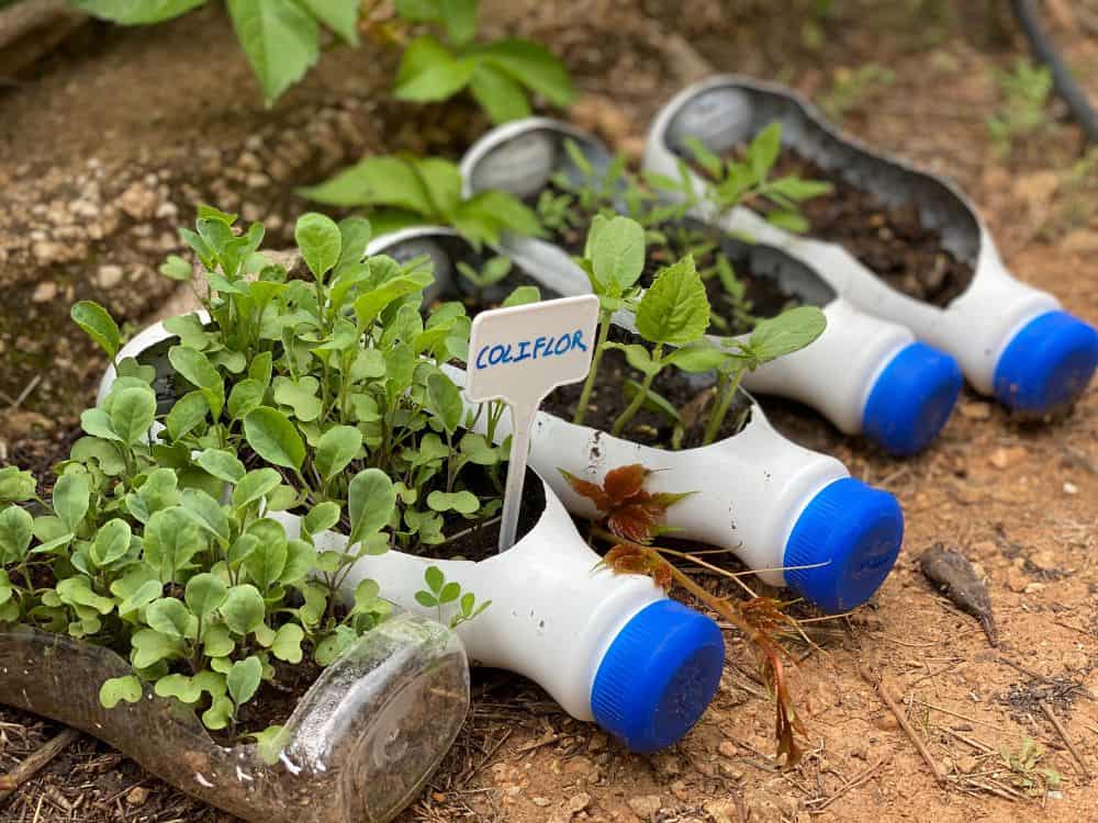 Will Using Grow Bags Make Gardening Easier? – ECOgardener