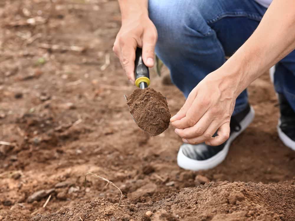 How To Use Ecological Gardening To Protect Your Plantings & The Planet Image by pixelshot #ecologicalplanting #ecologicalgarden #ecologicalgardening #ecogardening #ecologicalgardendesign #sustainablejungle