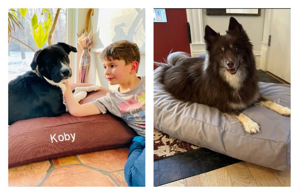 7 Organic Dog Beds For Natural & NonToxic Dog Day Naps