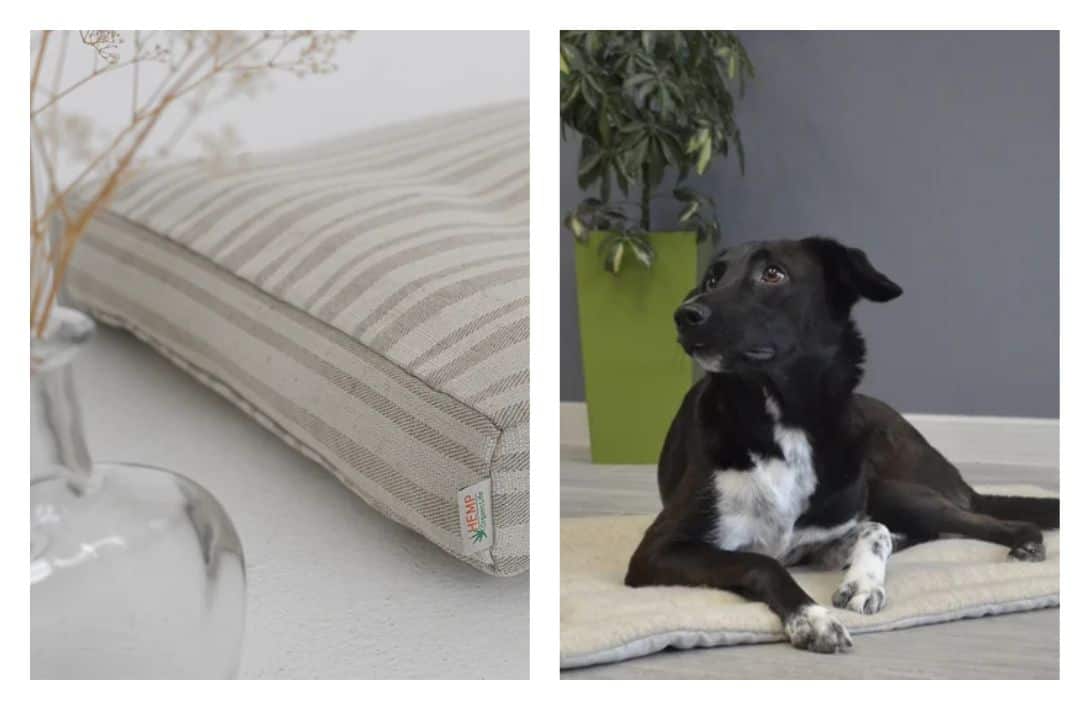 Organic orthopedic dog clearance bed