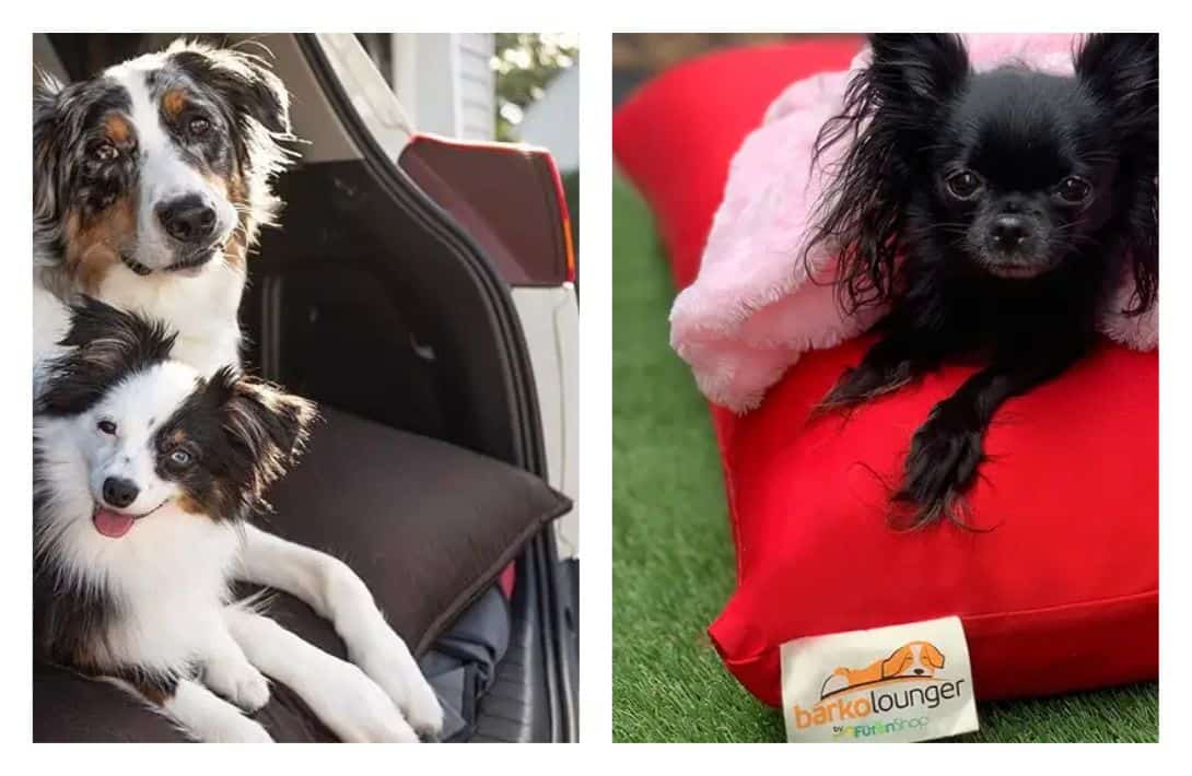 7 Organic Dog Beds For Naturally Non-Toxic Dog Day Naps Images by The Futon Shop #organicdogbeds #bestorganicdogbeds #organiccottondogbeds #nontoxicdogbeds #nontoxicorthopediadogbeds #naturalorganicdogbeds #sustainablejungle