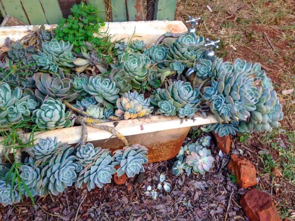 From Waste to Wow: 19 Creative Garden Recycling Ideas to Revitalize Your Garden Image by ImpalaPhoto #gardenrecyclingideas #upcyledgardenideas #creativegardenrecyclingideas #gardenupcycleideas #diyupcycledgardenideas #recyclinginthegardenideas #sustainablejungle