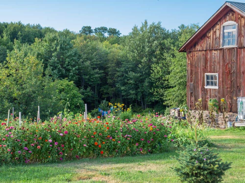 Building A Backyard Homestead: 13 Ideas For Living Small & (Self) Sustainably Image by andykazie #backyardhomestead #backyardhomesteading #backyardhomesteadudeas #smallhomesteadgardenideas #smallhomesteading #sustainablejungle