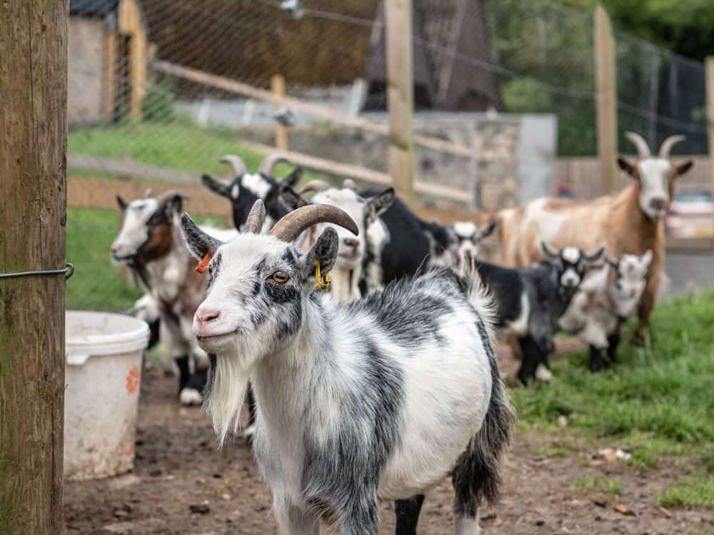 Building A Backyard Homestead: 13 Ideas For Living Small & (Self) Sustainably Image by dave collins #backyardhomestead #backyardhomesteading #backyardhomesteadudeas #smallhomesteadgardenideas #smallhomesteading #sustainablejungle