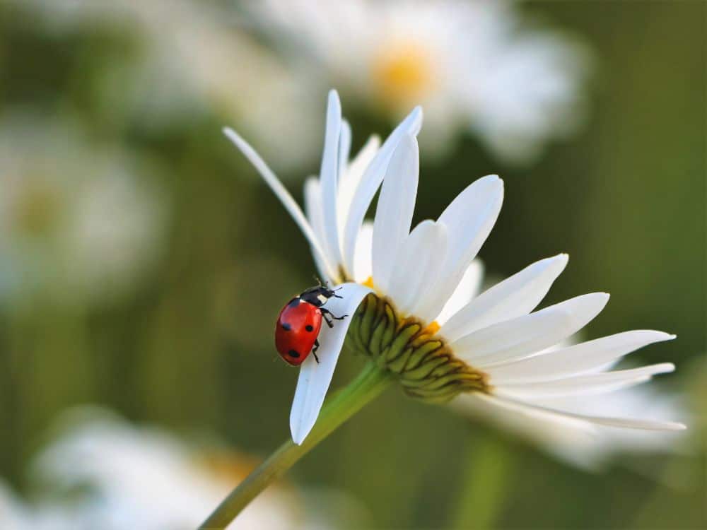 What Is Sustainable Gardening? Eco-Friendly To Grow A Greener Garden Image by greg rosenke #sustainablegardening #sustainablegarden #whatissustainablegardening #sustainablevegetablegardening #ecogardening #ecofriendlygardening #sustainablejungle