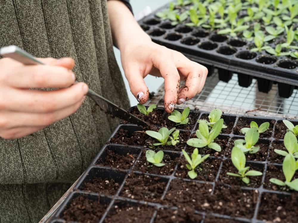 What Is Sustainable Gardening? Eco-Friendly To Grow A Greener Garden Image by zoe schaeffer #sustainablegardening #sustainablegarden #whatissustainablegardening #sustainablevegetablegardening #ecogardening #ecofriendlygardening #sustainablejungle