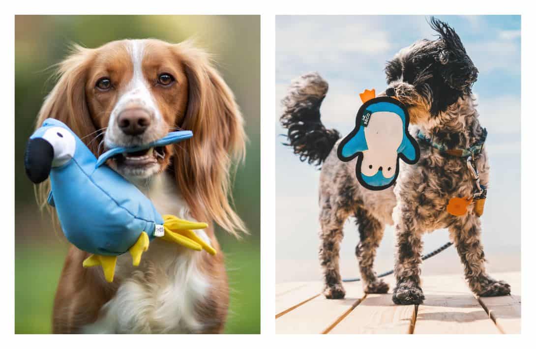 9 Sustainable & Eco-Friendly Dog Toys That Aren’t Ruff On The Planet Images by Beco Pets #ecofriendlydogtoys #ecofriendlydogchewtoys #sustainabledogtoys #mostdurablesustainabledogtoys #ecofriendlypettoys #sustainablejungle