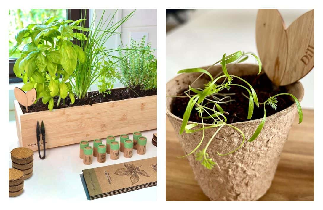 11 Home Growing Kits to Nourish Your Apartment & Your Appetite Images by Fleur Du Bien #growingkits #plantingkits #plantgrowkit #microgreensgrowingkit #mushroomgrowingkits #indoorplantingkits #sustainablejungle