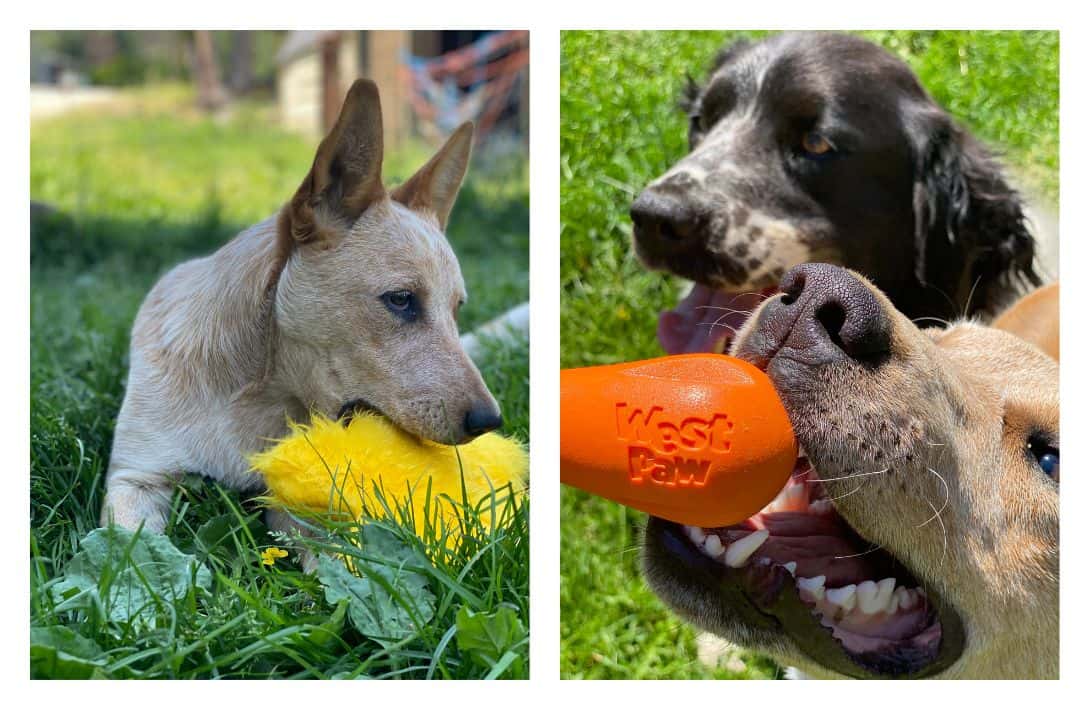 9 Sustainable & Eco-Friendly Dog Toys That Aren’t Ruff On The Planet Images by Sustainable Jungle #ecofriendlydogtoys #ecofriendlydogchewtoys #sustainabledogtoys #mostdurablesustainabledogtoys #ecofriendlypettoys #sustainablejungle