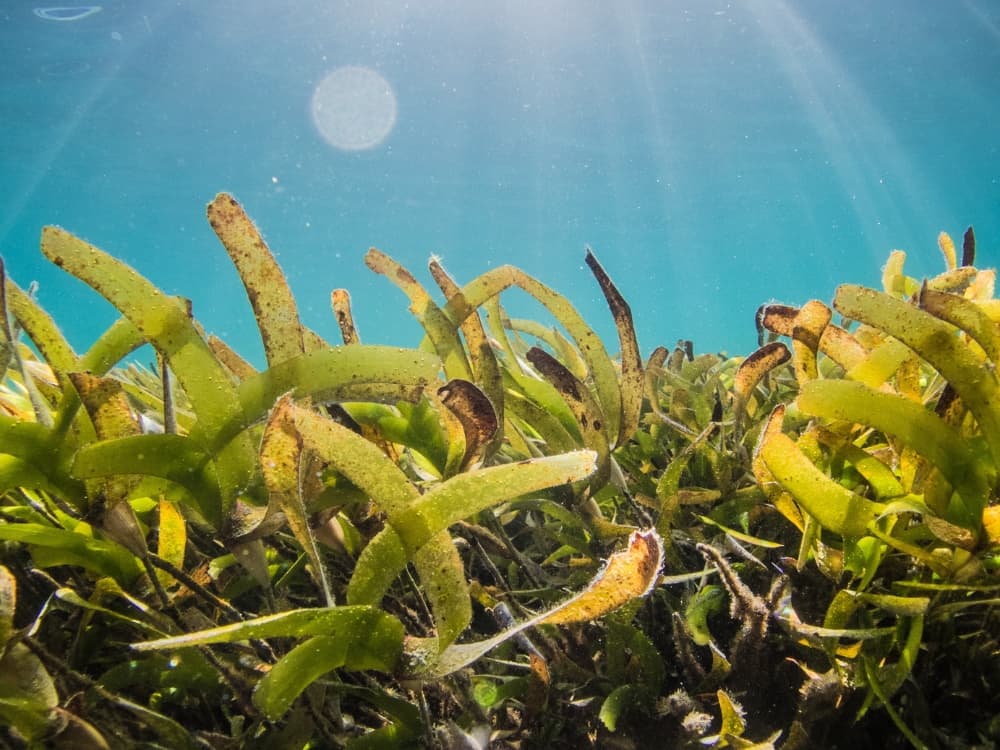 Seaweed Fabric: Greenwashing Or Green Algae For Good? Image by Benjamin L. Jones #seaweedfabric #fabricseaweed #fabricmadefromseaweed #seaweedclothing #seaweedclothes #seaweedfiberclothing #sustainablejungle