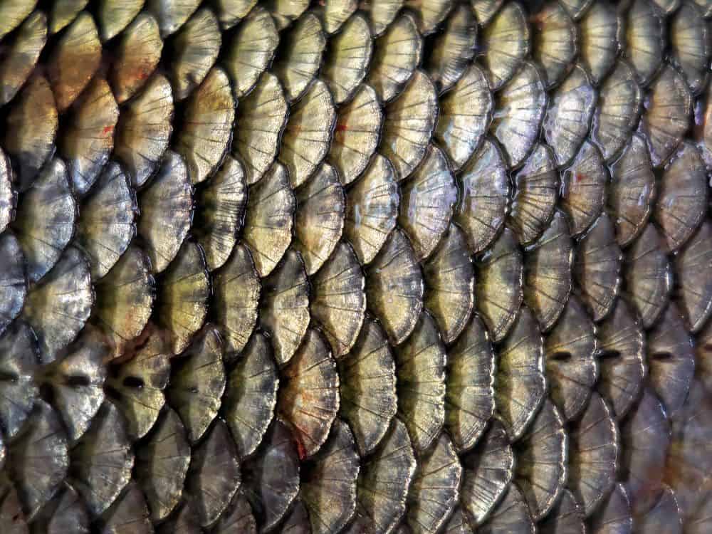 Fish Leather Sustainability: Fin-Tastic or Totally Fishy? Image by veger #fishleather #whatisfishleather #isfishleathersustainable #fishleatherproducts #fishskinleather #fishscaleleather #sustainablejungle