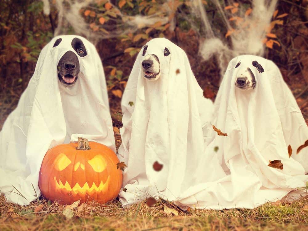 13 Sustainable Halloween Tips That Are Anything But Boo-Ring Image by Fotoshautnah #sustainablehalloween #sustainablehalloweencostumes #sustainablehalloweentips #ecofriendlyhalloween #ecofriendlyhalloweendecoration #ecofriendlyhalloweenideas #sustainablejungle