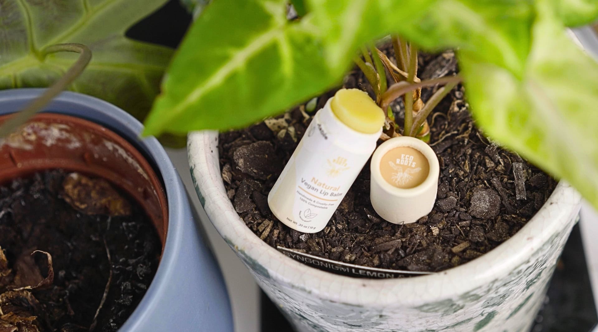 Image by Sustainable Jungle (EcoRoots) (sustainable-lip-balms)