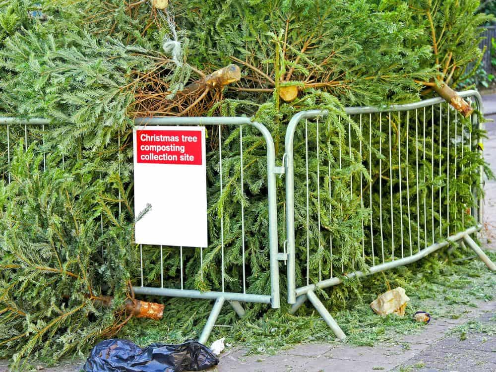 Pine, Fir, Or PVC: What’s The Most Sustainable Christmas Tree? Image by baloncici #sustainablechristmastrees #sustainablefakechristmastrees #sustainablechristmastreeideas #ecofriendlychristmastree #ecofriendlychirstmastreealternatives #sustainablejungle