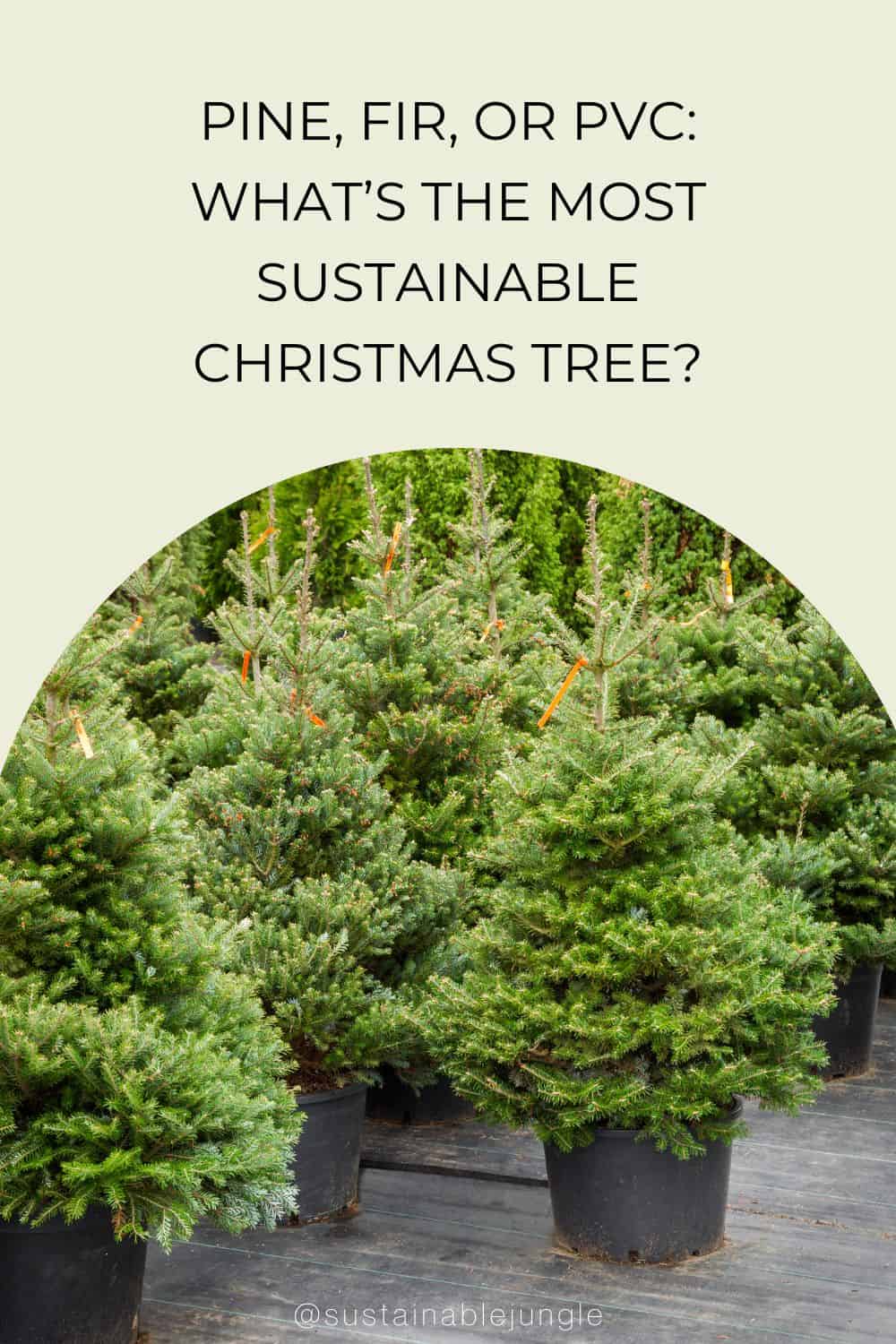 Pine, Fir, Or PVC: What’s The Most Sustainable Christmas Tree? Image by chamillewhite #sustainablechristmastrees #sustainablefakechristmastrees #sustainablechristmastreeideas #ecofriendlychristmastree #ecofriendlychirstmastreealternatives #sustainablejungle