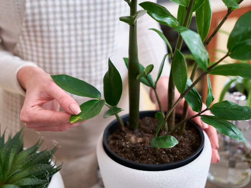 House Full of Plants: Tips For Creating Your An Indoor Oasis Image by restock images #housefullofplants #plantfilledhouse #houseswithplants #housewithplants #houseofplants #roomwithplants #sustainablejungle