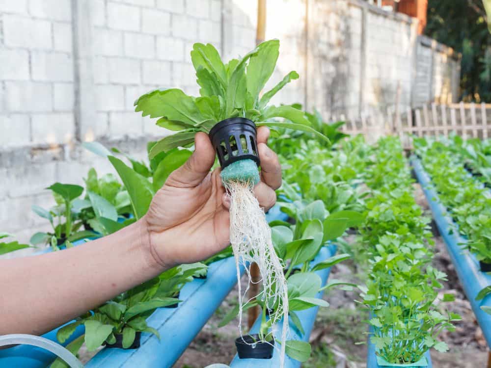 Benefits Of Hydroponics: How To Use Sustainable Hydroponics At Home Image by suksao999 #benefitsofhydroponics #sustainablehydroponics #hydroponicssustainability #indoorhydroponics #advantagesofhydroponics #hydroponicsbenefits #sustainablejungle