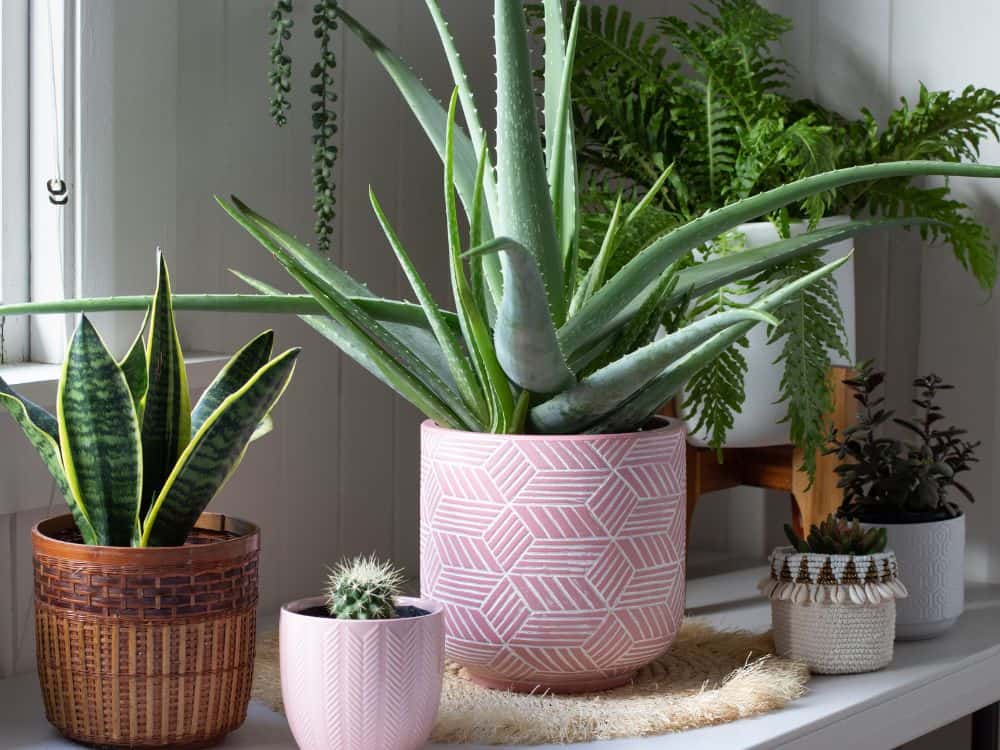 House Full of Plants: Tips For Creating Your An Indoor Oasis Image by tanya paton #housefullofplants #plantfilledhouse #houseswithplants #housewithplants #houseofplants #roomwithplants #sustainablejungle