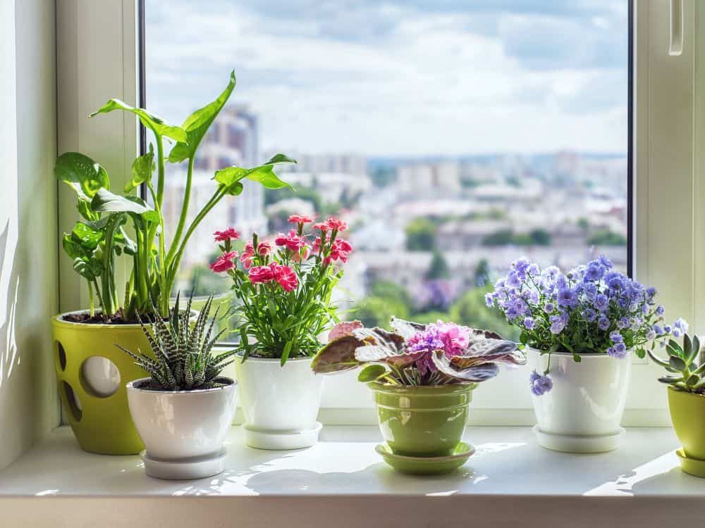 House Full of Plants: Tips For Creating Your An Indoor Oasis Image by trifonov_evgeniy #housefullofplants #plantfilledhouse #houseswithplants #housewithplants #houseofplants #roomwithplants #sustainablejungle