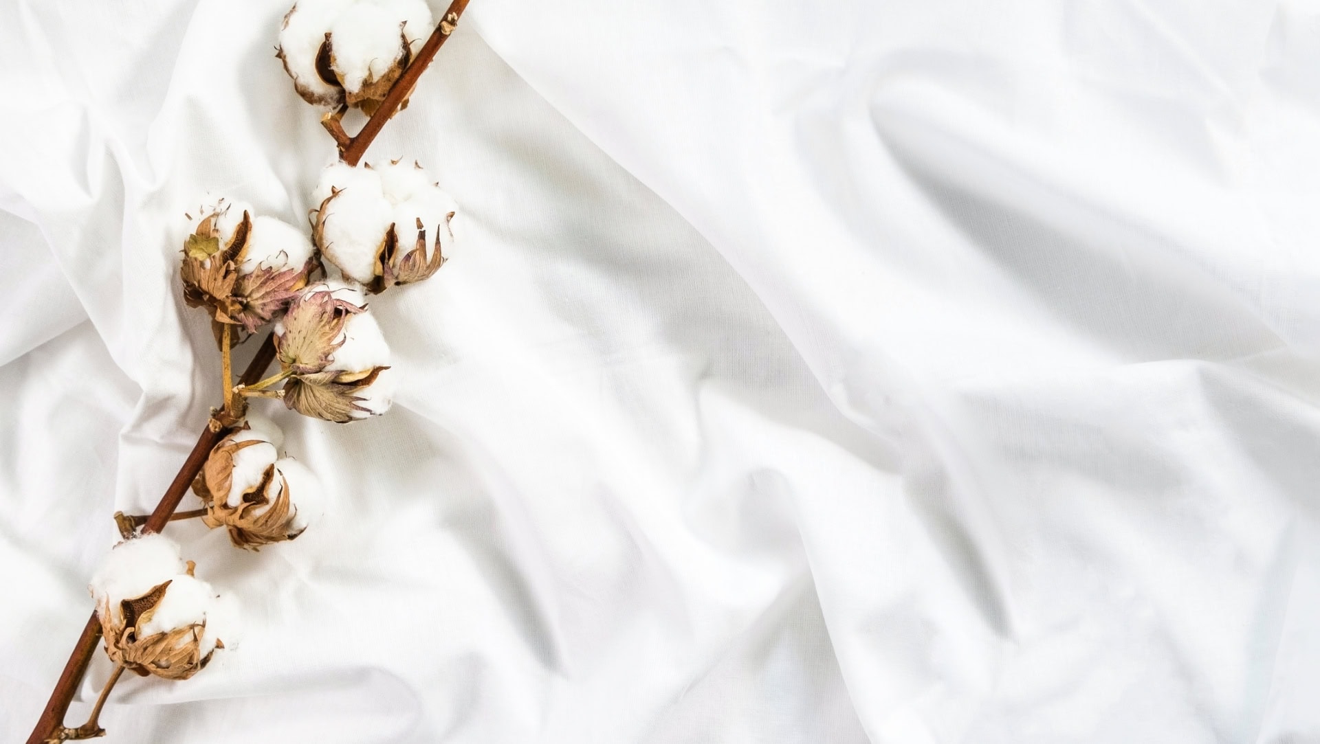 Image by Alina Valetka (cupro-fabric)