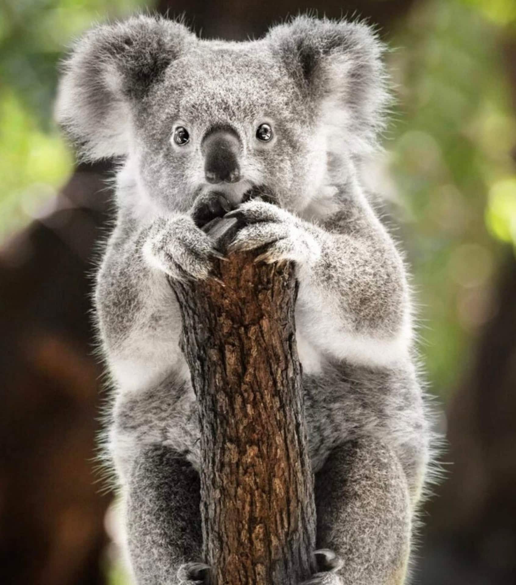 Image by Australian Ethical (socially-responsible-investment-firms)