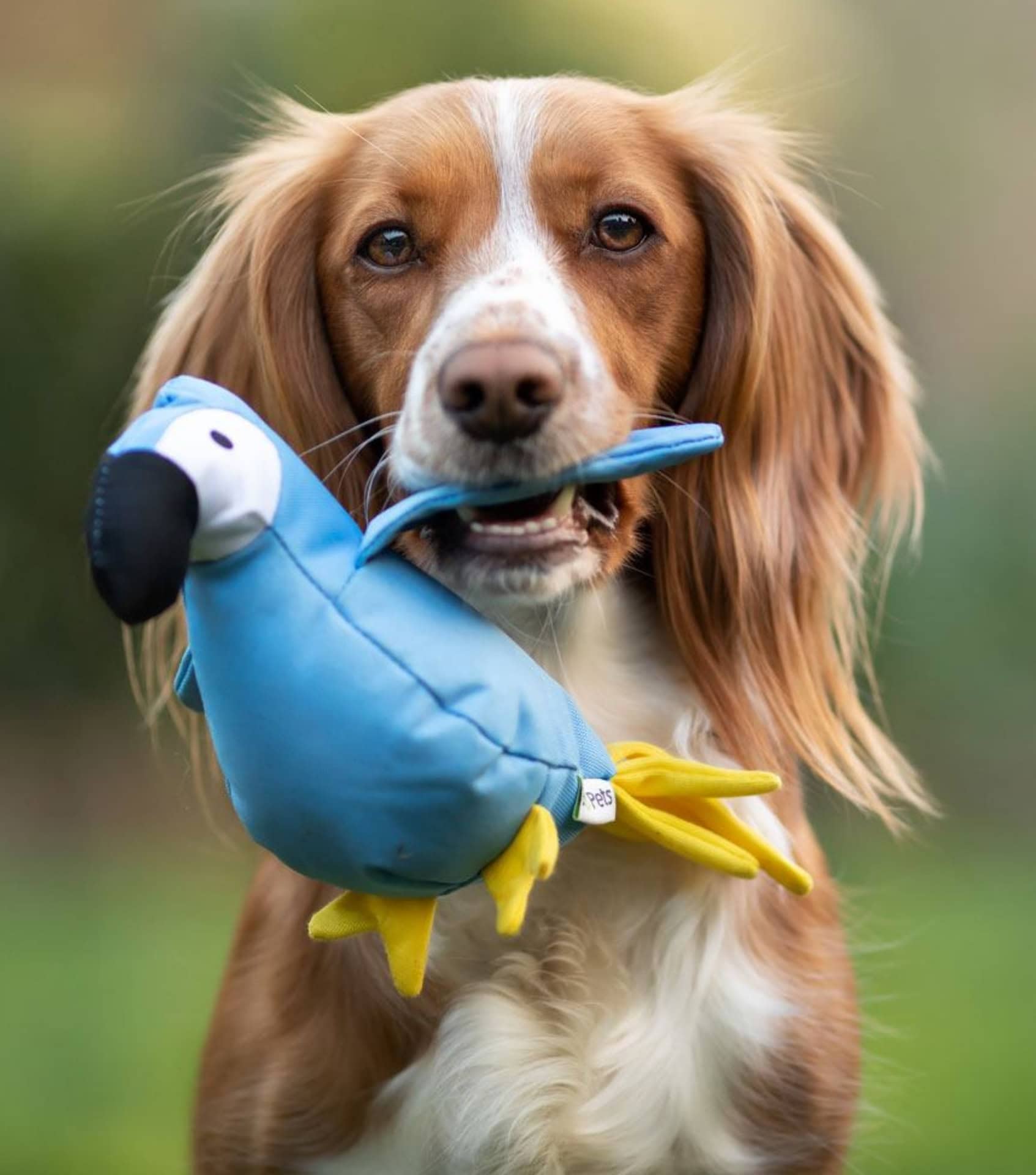 Image by Beco Pets (eco-friendly-dog-toys)