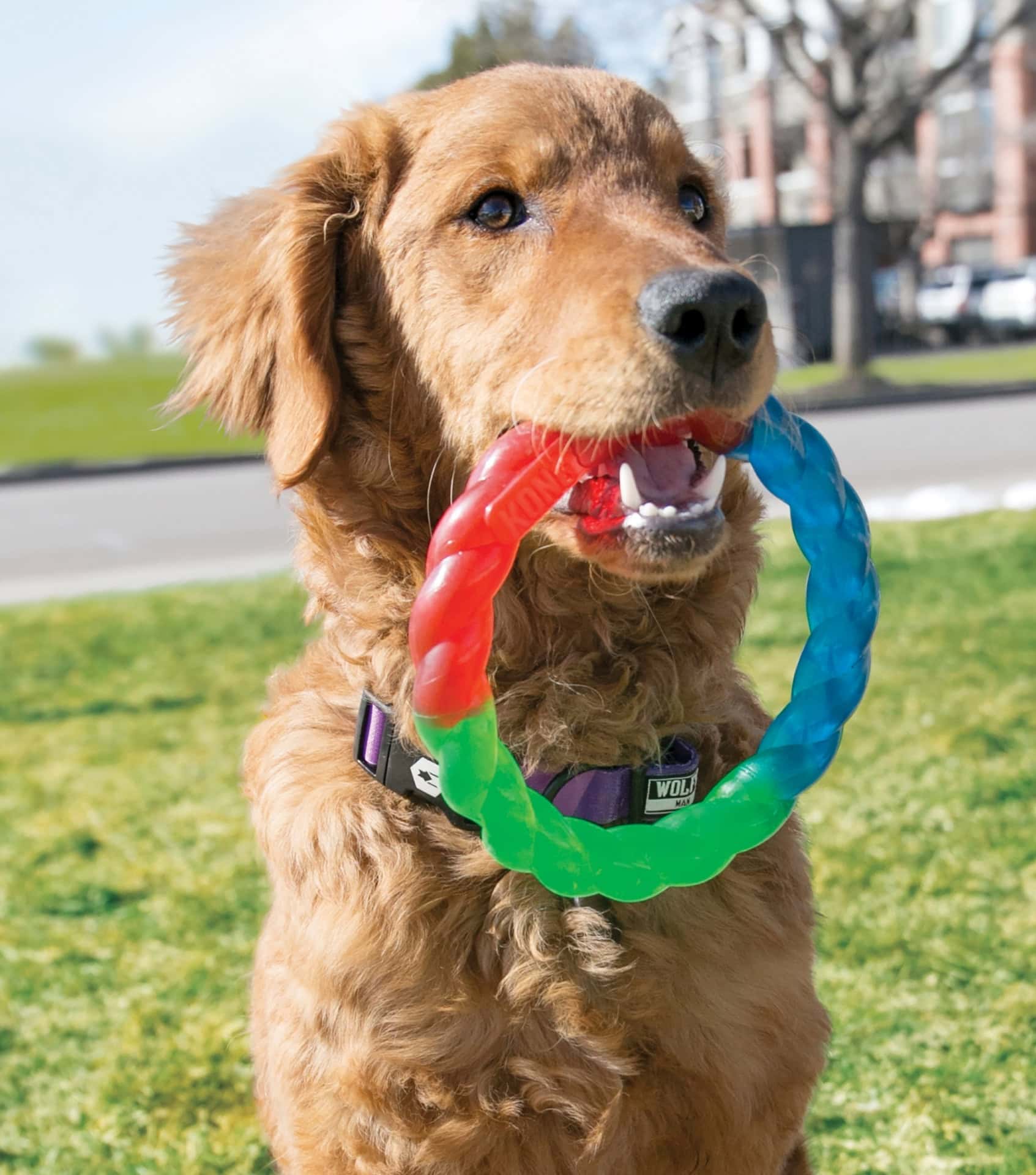 Image by Kong (eco-friendly-dog-toys)