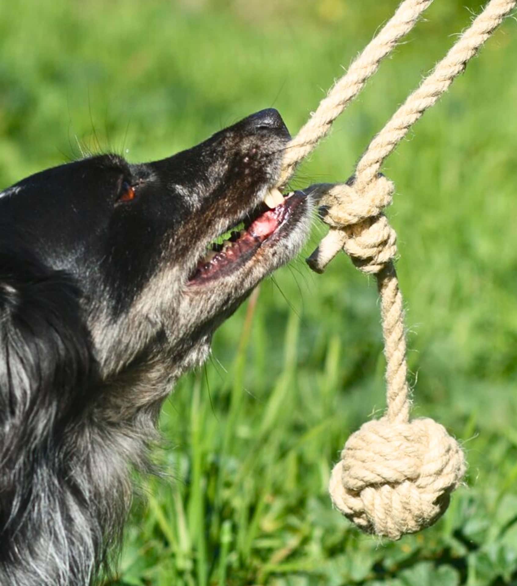 Image by Pawsome (eco-friendly-dog-toys)