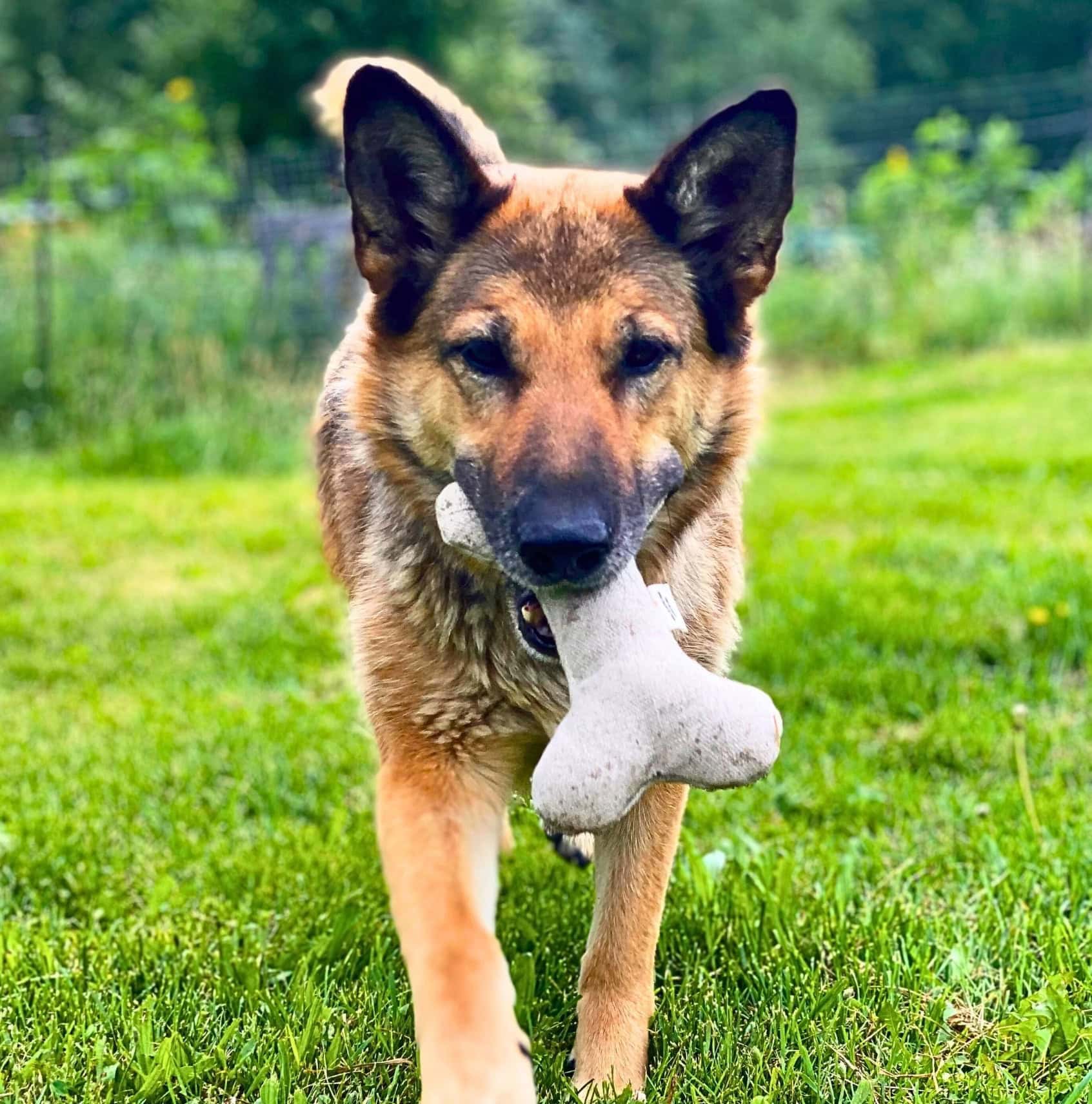 Image by Sustainable Jungle The Kind Pet Brand Review & Rating