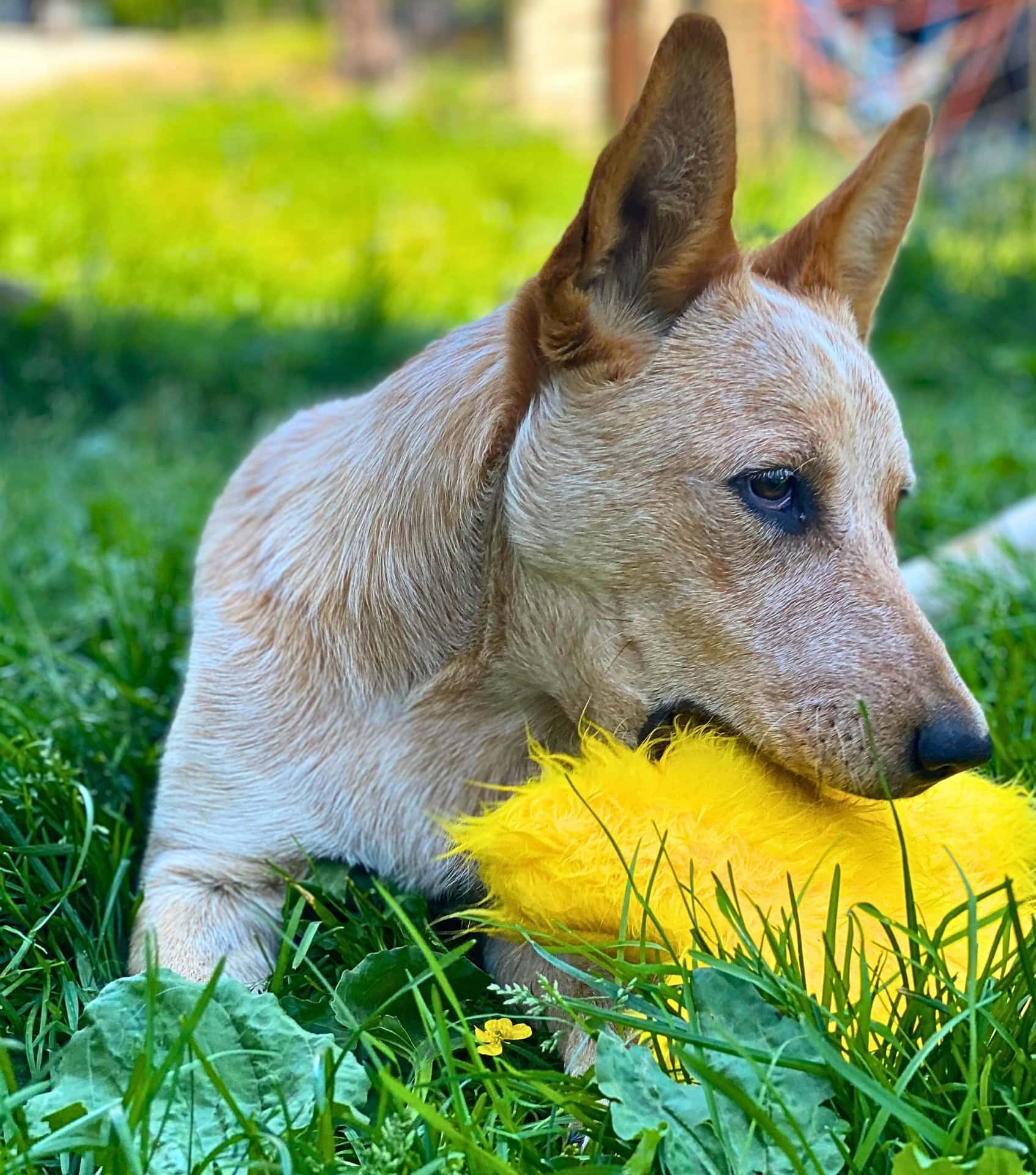 Image by Sustainable Jungle (West Paw) (eco-friendly-dog-toys)