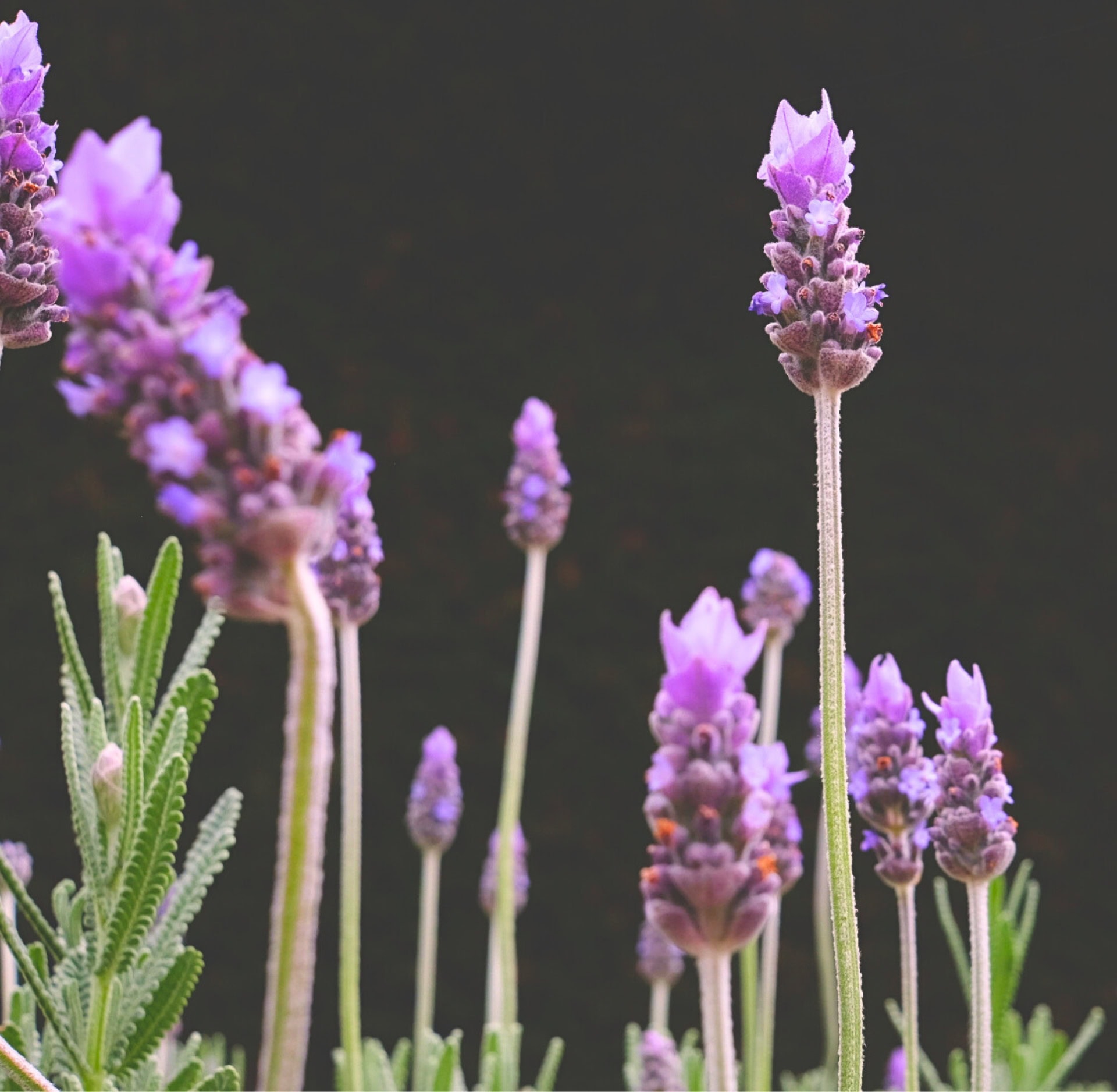 Image by Sustainable Jungle (natural-skincare-ingredients)