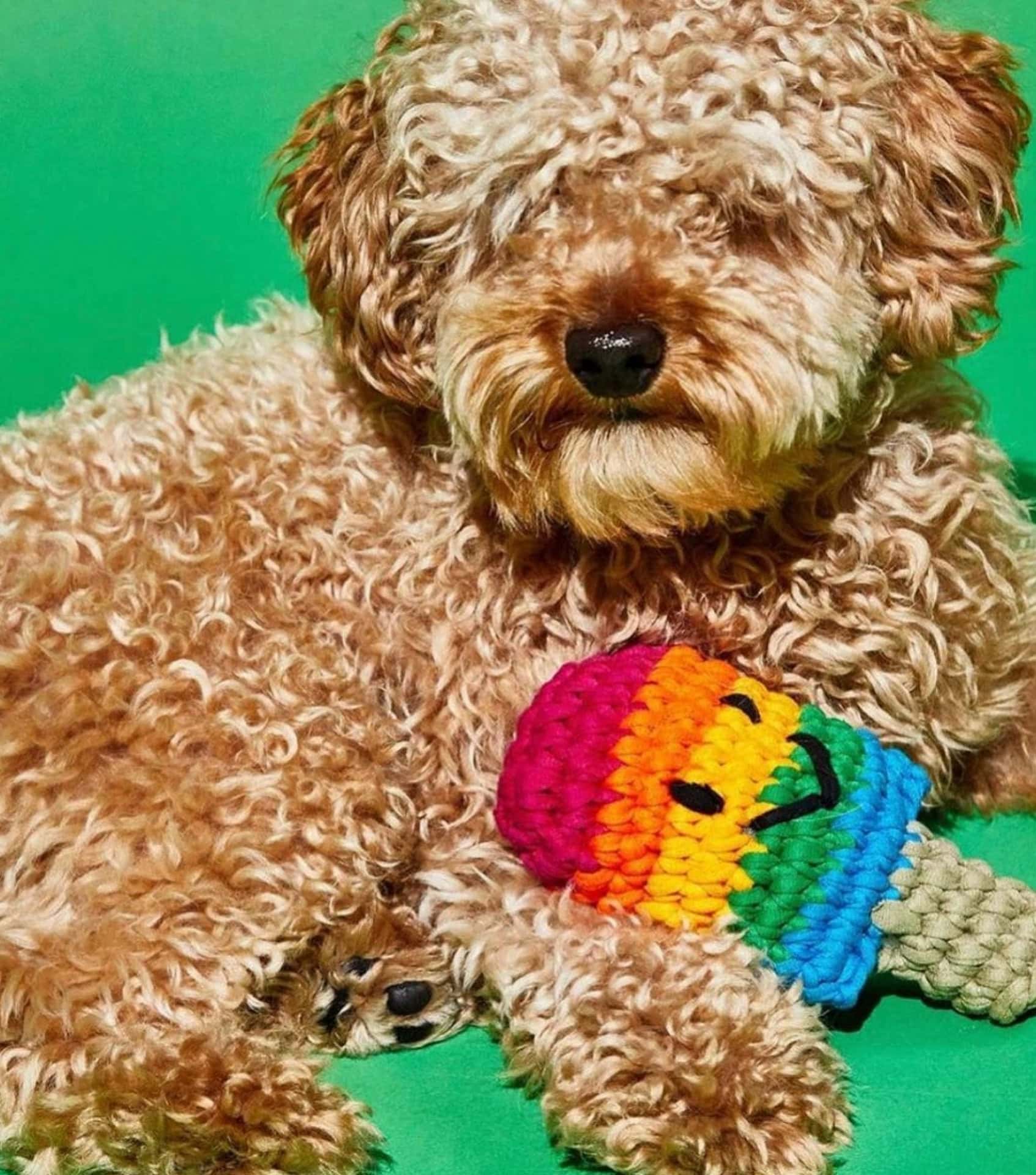 Image by Ware of the Dog (eco-friendly-dog-toys)