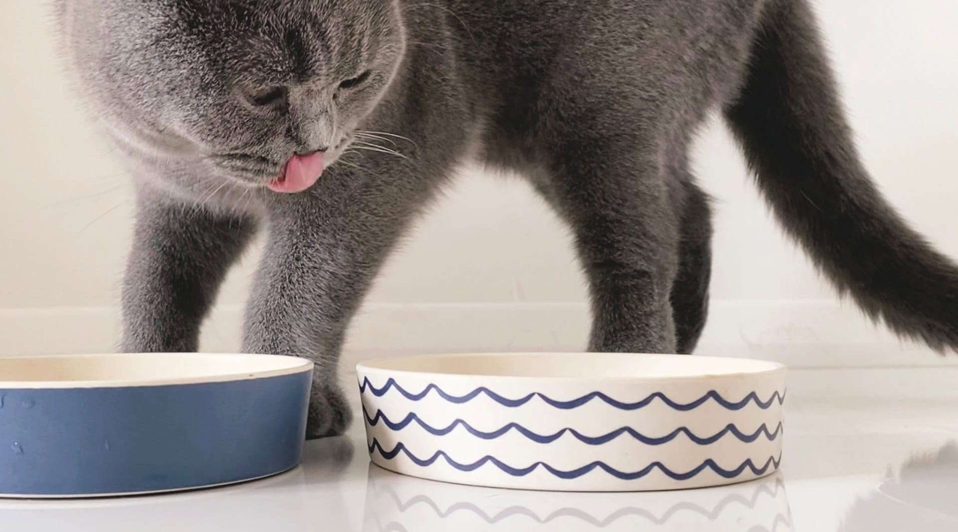 Image by Beco Pets (bamboo-pet-products)
