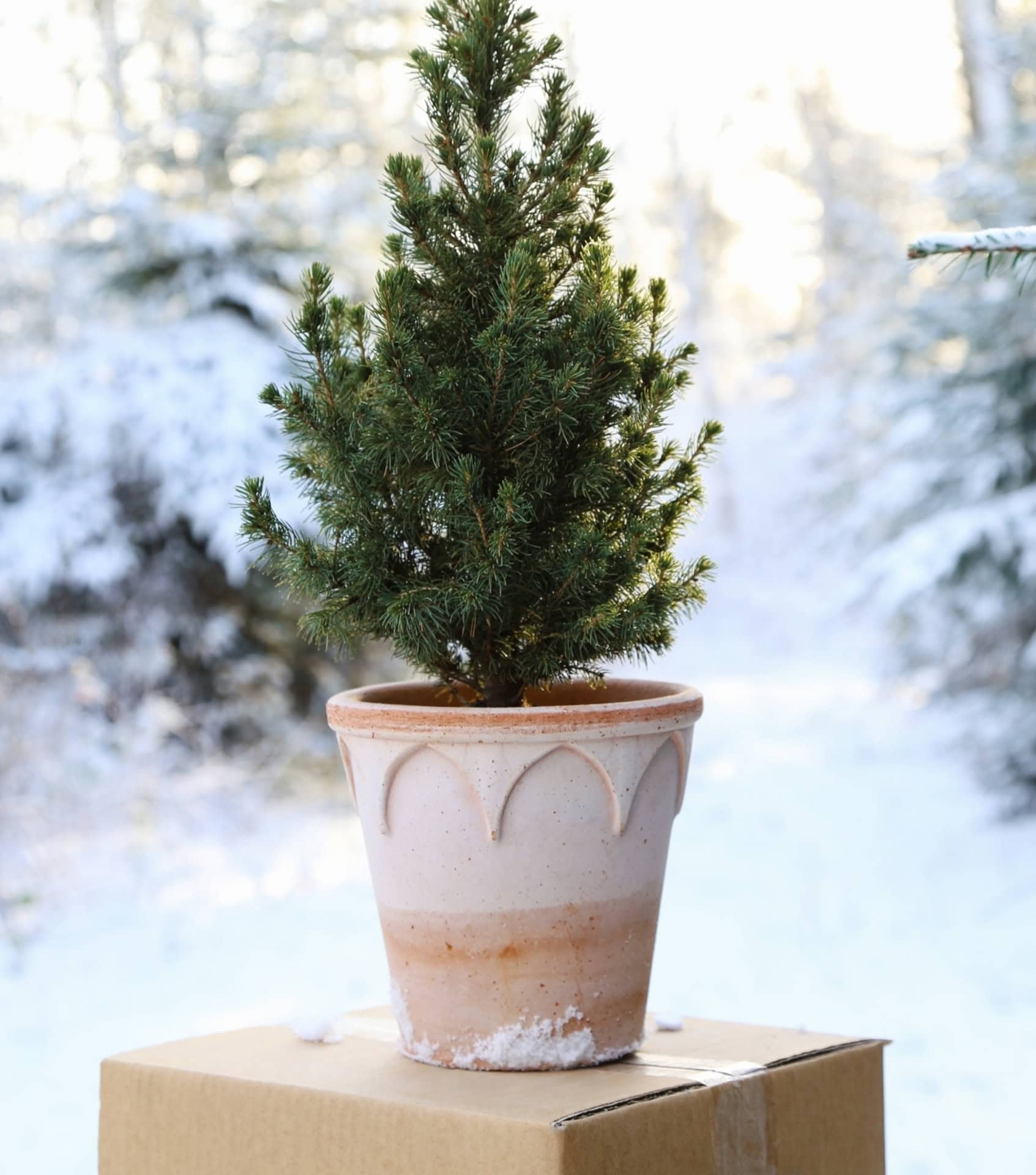 Image by Bergs Potter (sustainable-planters) (2)