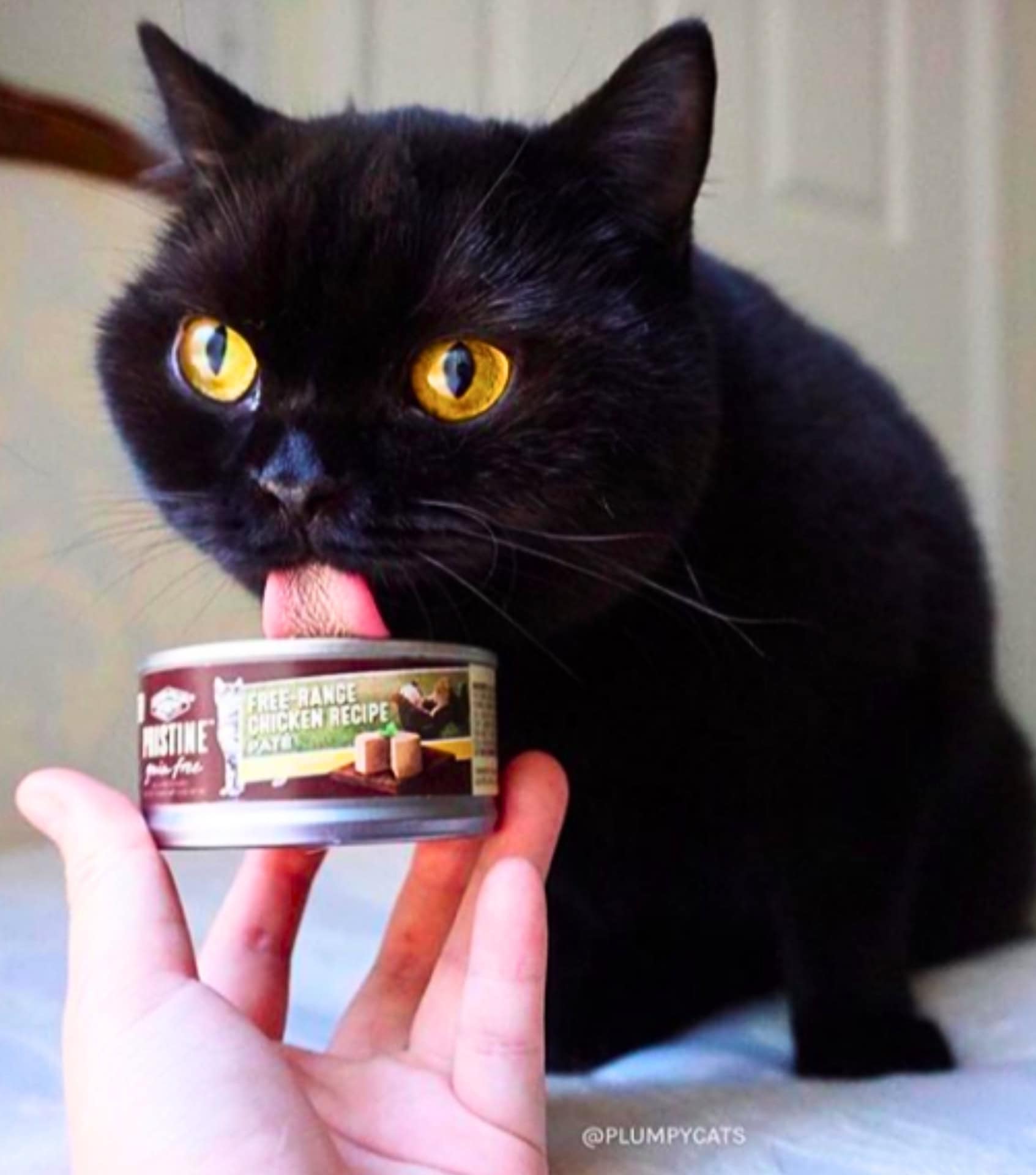 Image by ORGANIX (sustainable-cat-food)