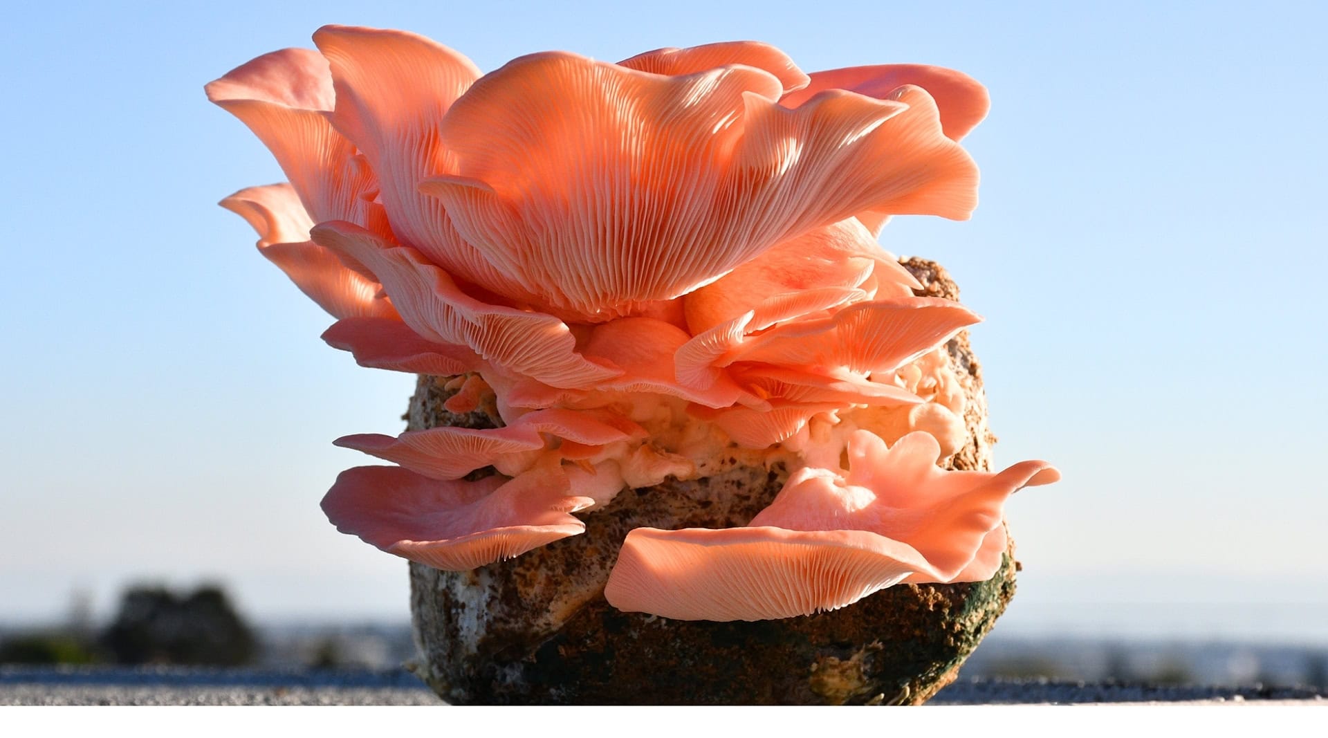 Image by Oakland Mushroom Co. (growing-kits)