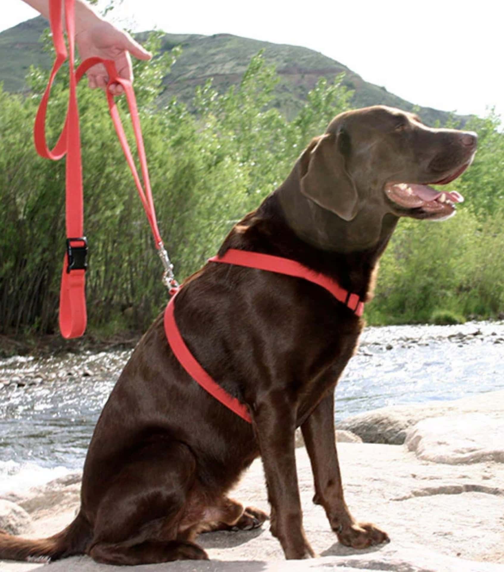 Dog wearing a red leash and harness made from recycled materials, demonstrating functional and sustainable pet accessories for walks.
