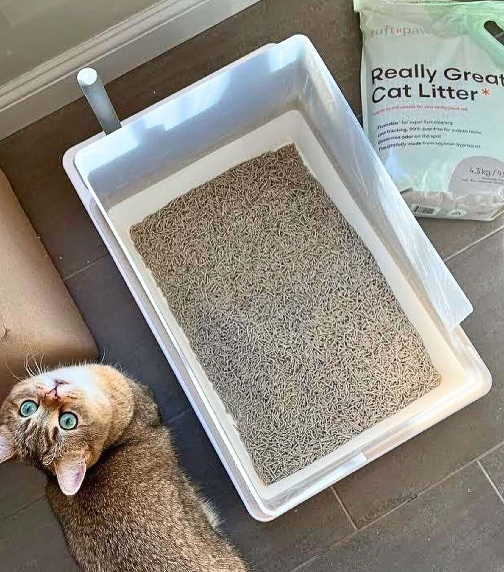 7 Eco Friendly Cat Litter Brands That Are Paw sitively Purr Fect
