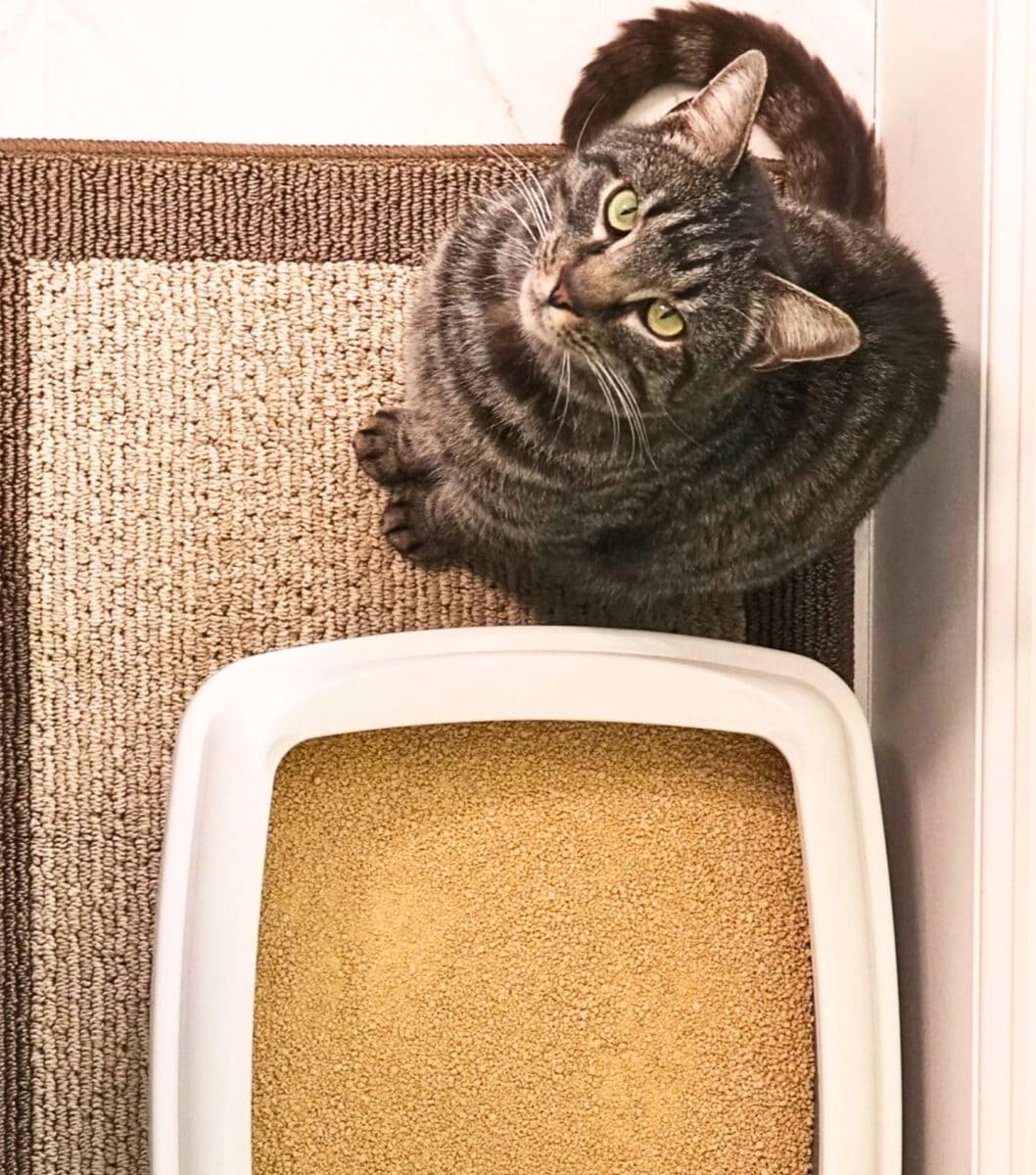 Visual Reference: 7 Eco Friendly Cat Litter Brands That Are Paw Sitively