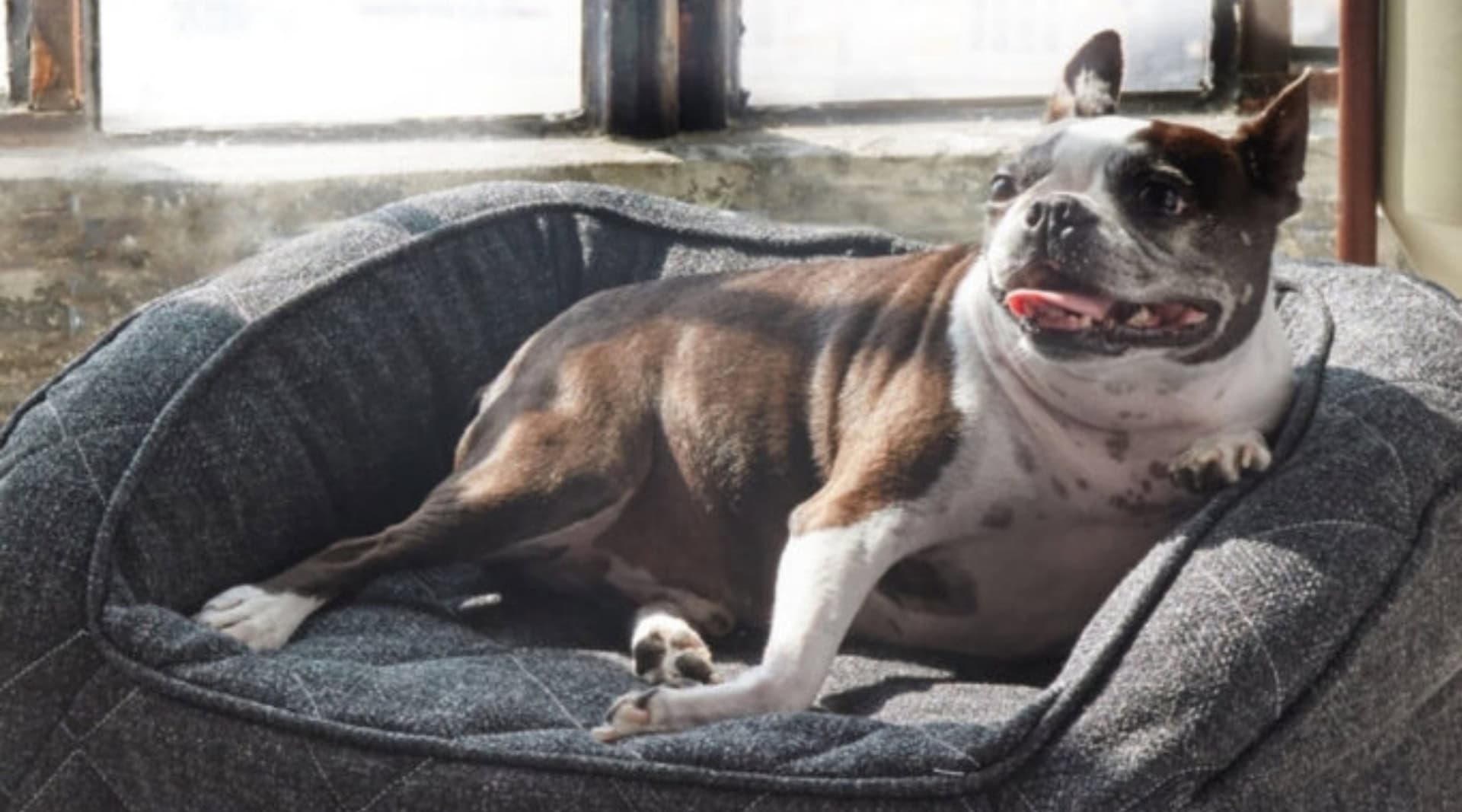 Image by Brentwood Home (eco-friendly-dog-beds)