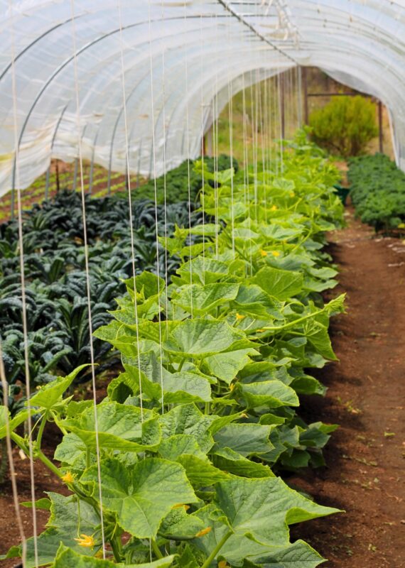 Image by Bristlecone Food Market (zero-waste-stores-san-diego)