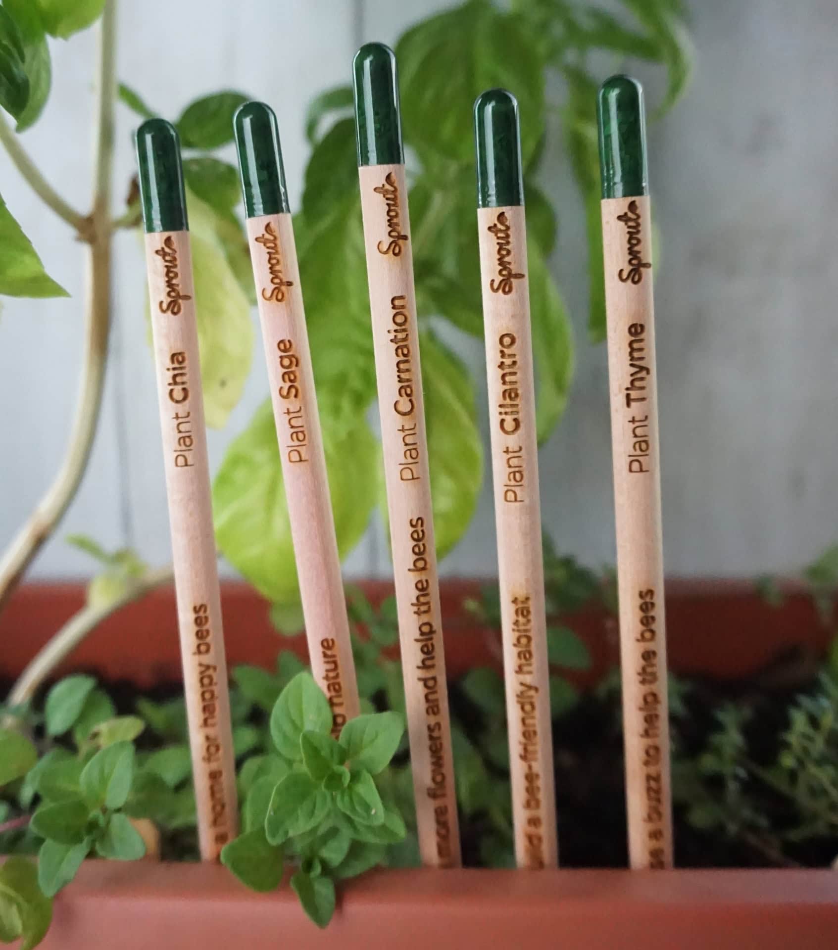Image by Sustainable Jungle (Sprout) (eco-friendly-gifts)