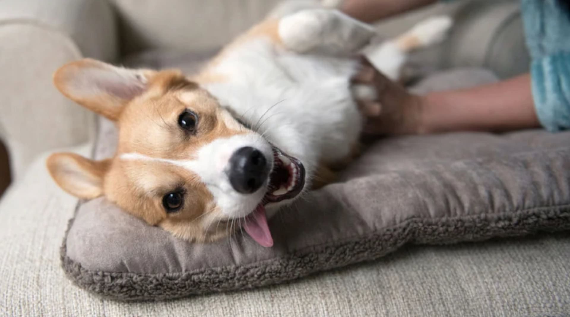 Image by West Paw (eco-friendly-dog-beds)