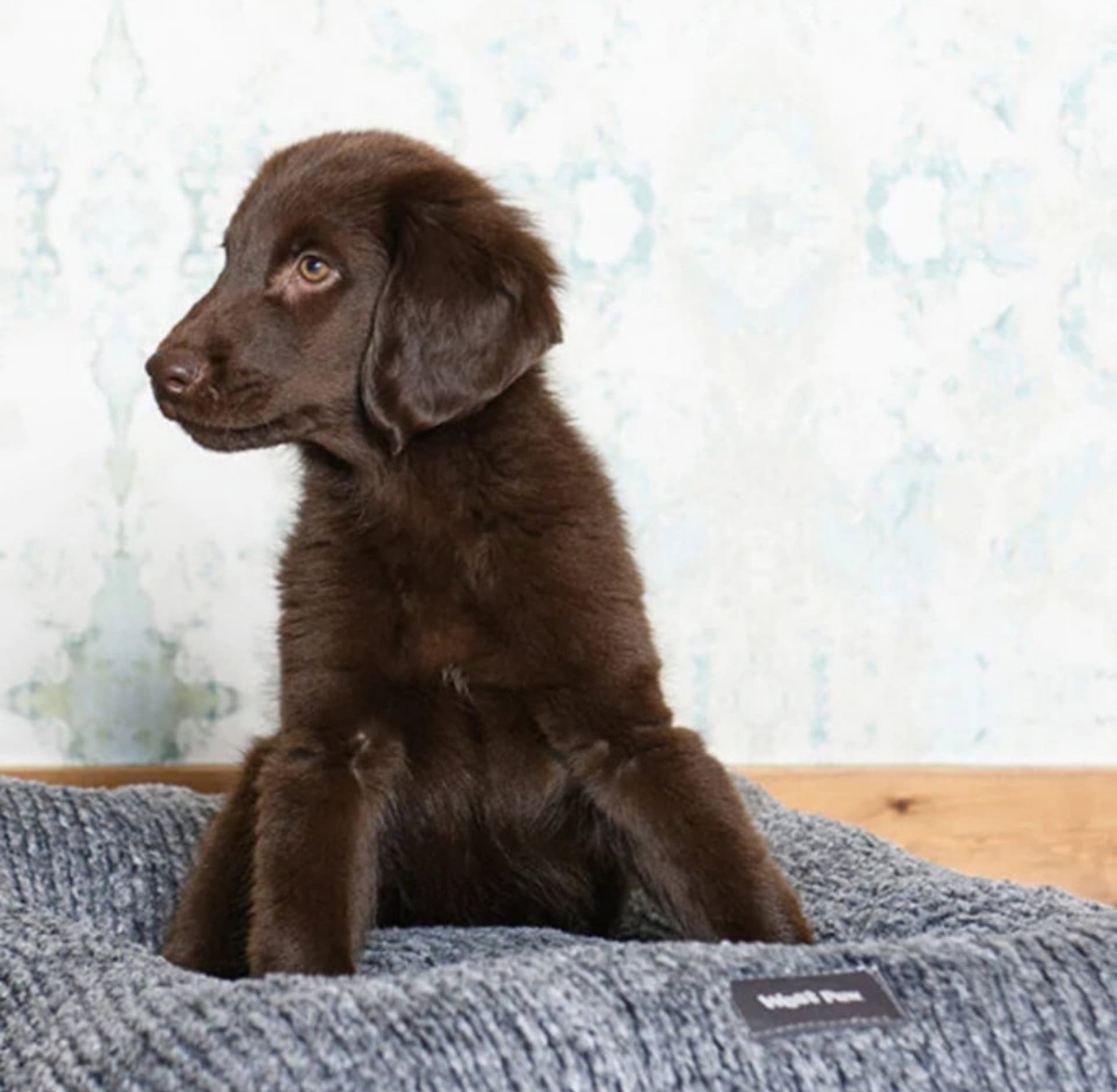 Image by West Paw (eco-friendly-dog-beds)